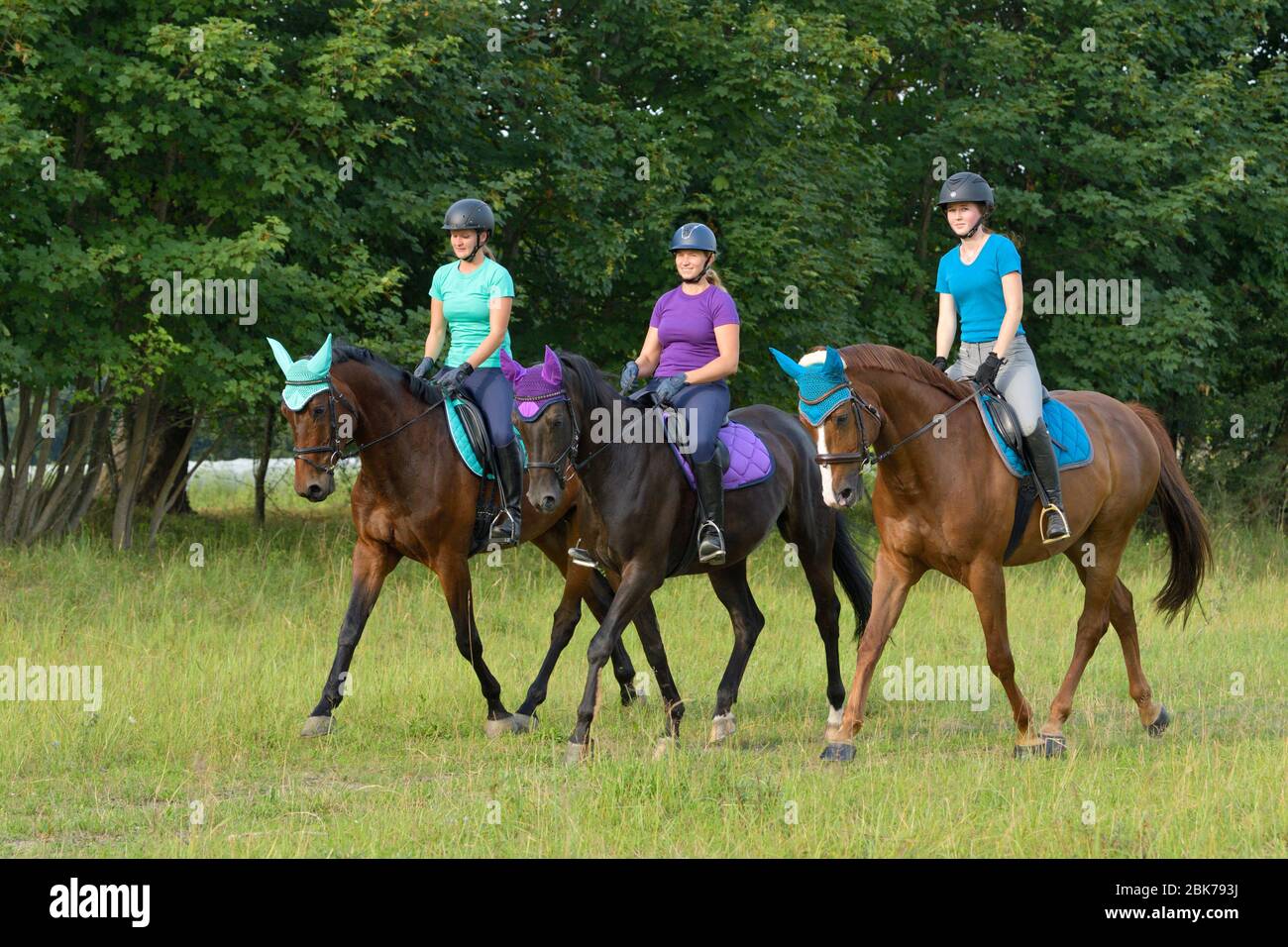Three riders hacking on German horses Stock Photo - Alamy