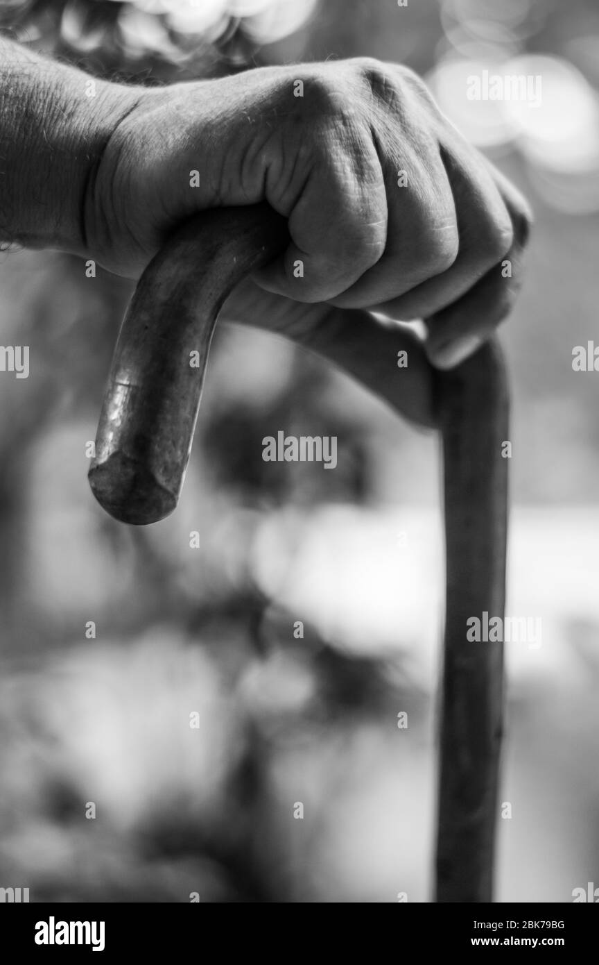 Closeup of senior man's hands on wooden walking stick. Selective focus on fingers. Stock Photo