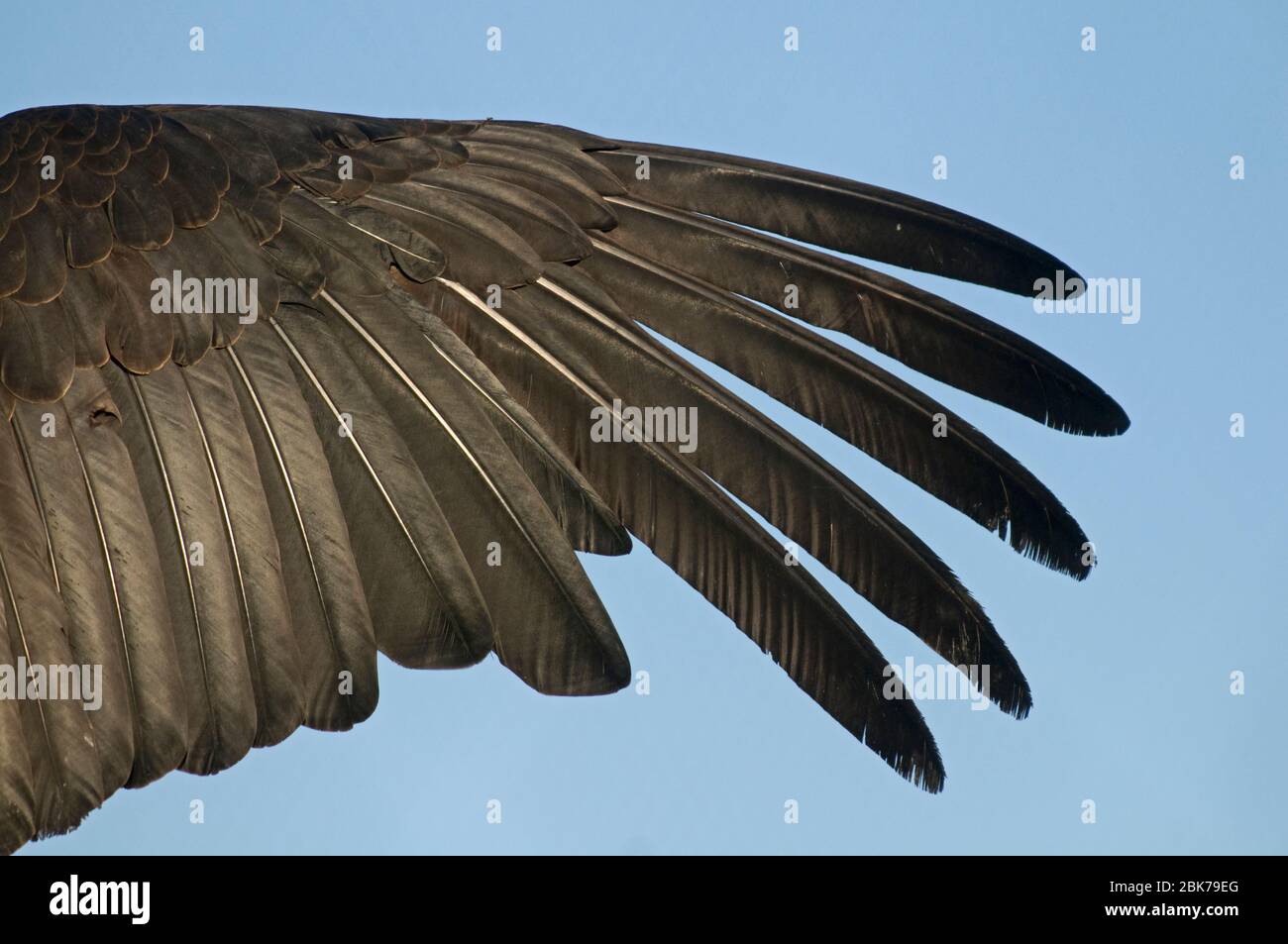 California Condor Gymnogyps californianus wing abstract  (wild) Arizona Stock Photo
