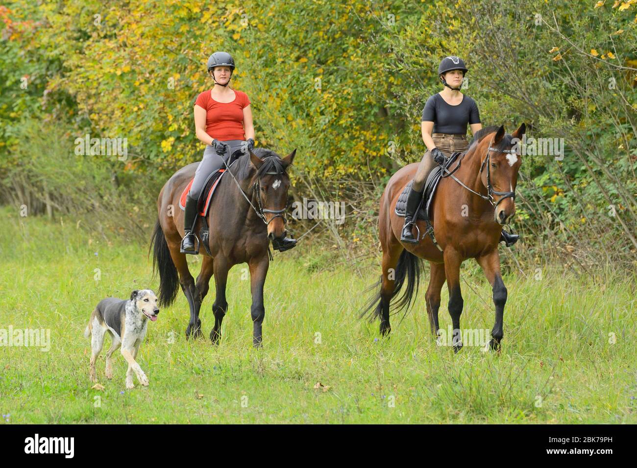 Hacking out with a dog in autumn Stock Photo - Alamy