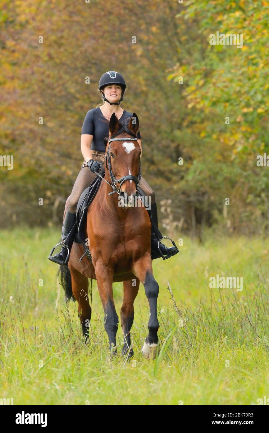Rider on back of a Westfalian horse hacking at a warm autunn day Stock Photo