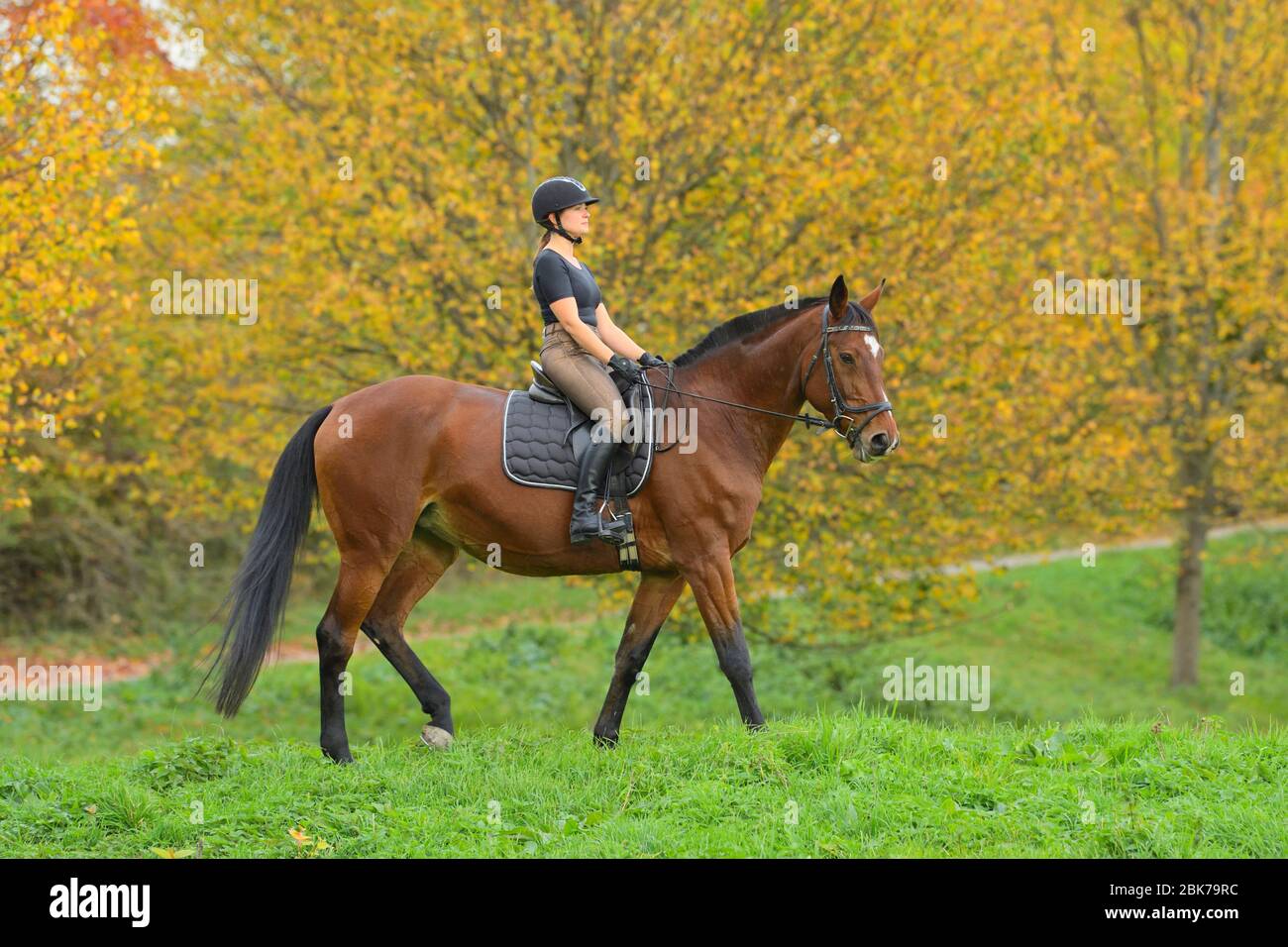 Rider on back of a Westfalian horse hacking at a warm autunn day Stock Photo