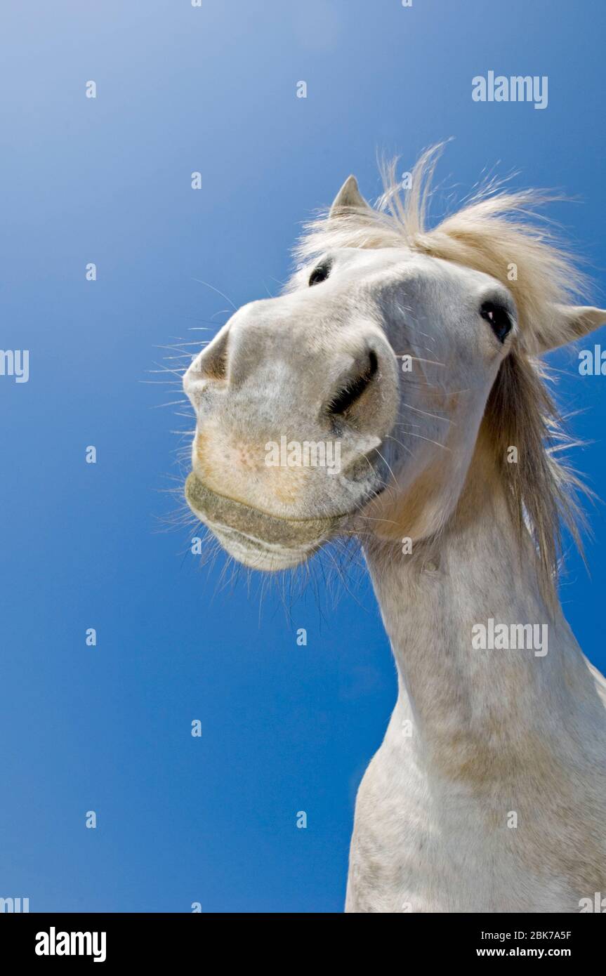 Camargue White Horse Stock Photo