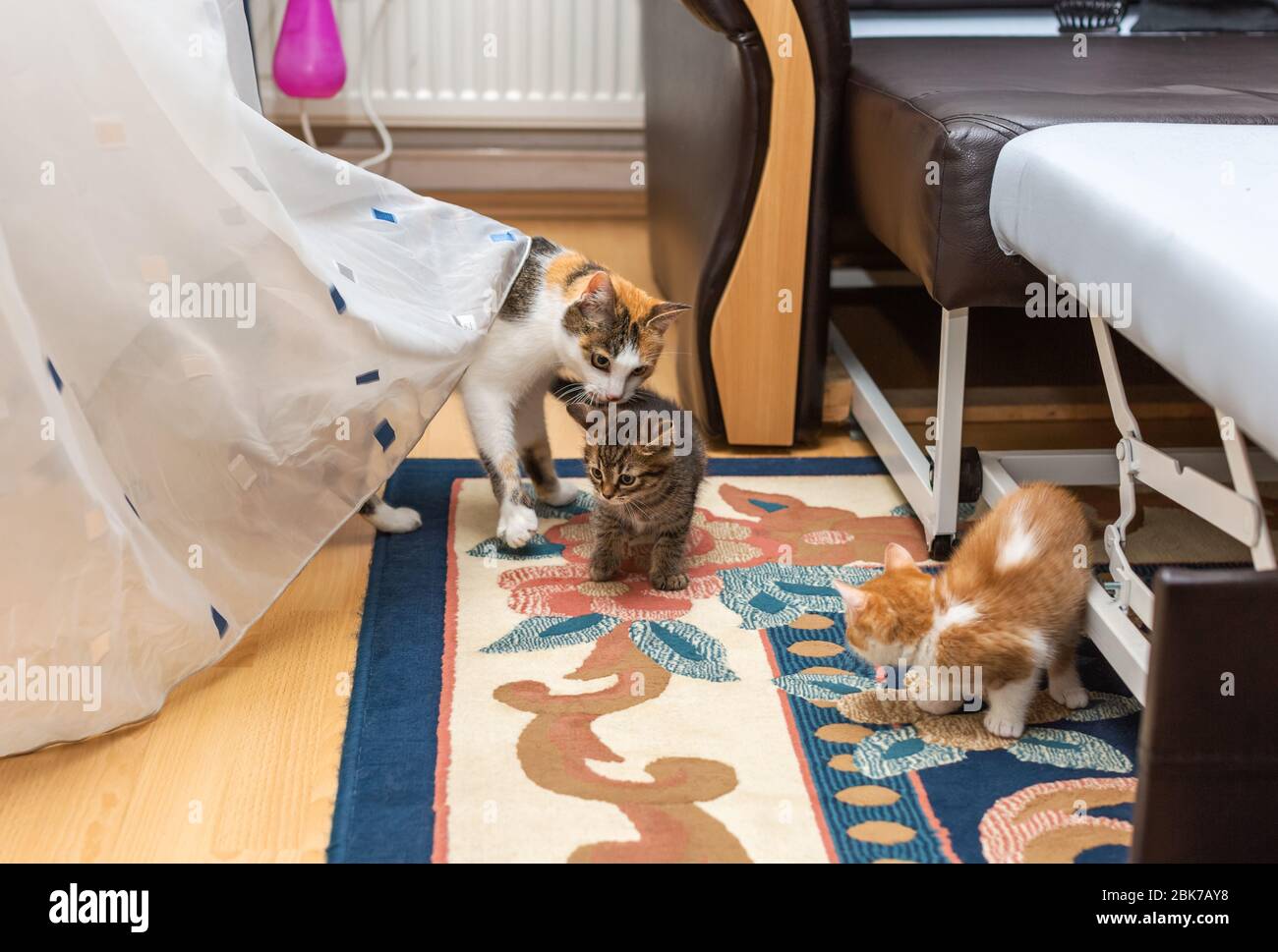 Beautiful tricolor cat mom and kittens (tabby and red and white) playing in the room Stock Photo