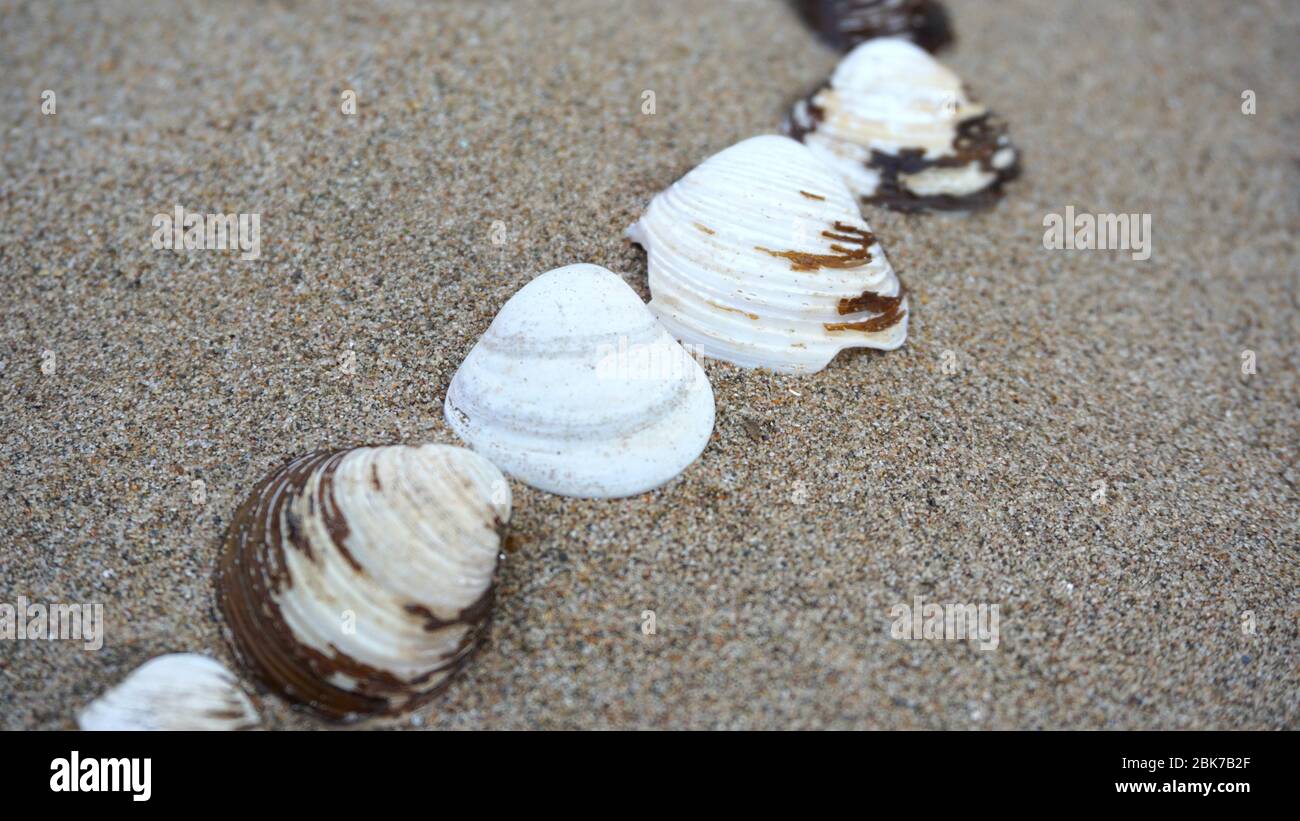 Shells lying in the sand, shells on the beach Stock Photo
