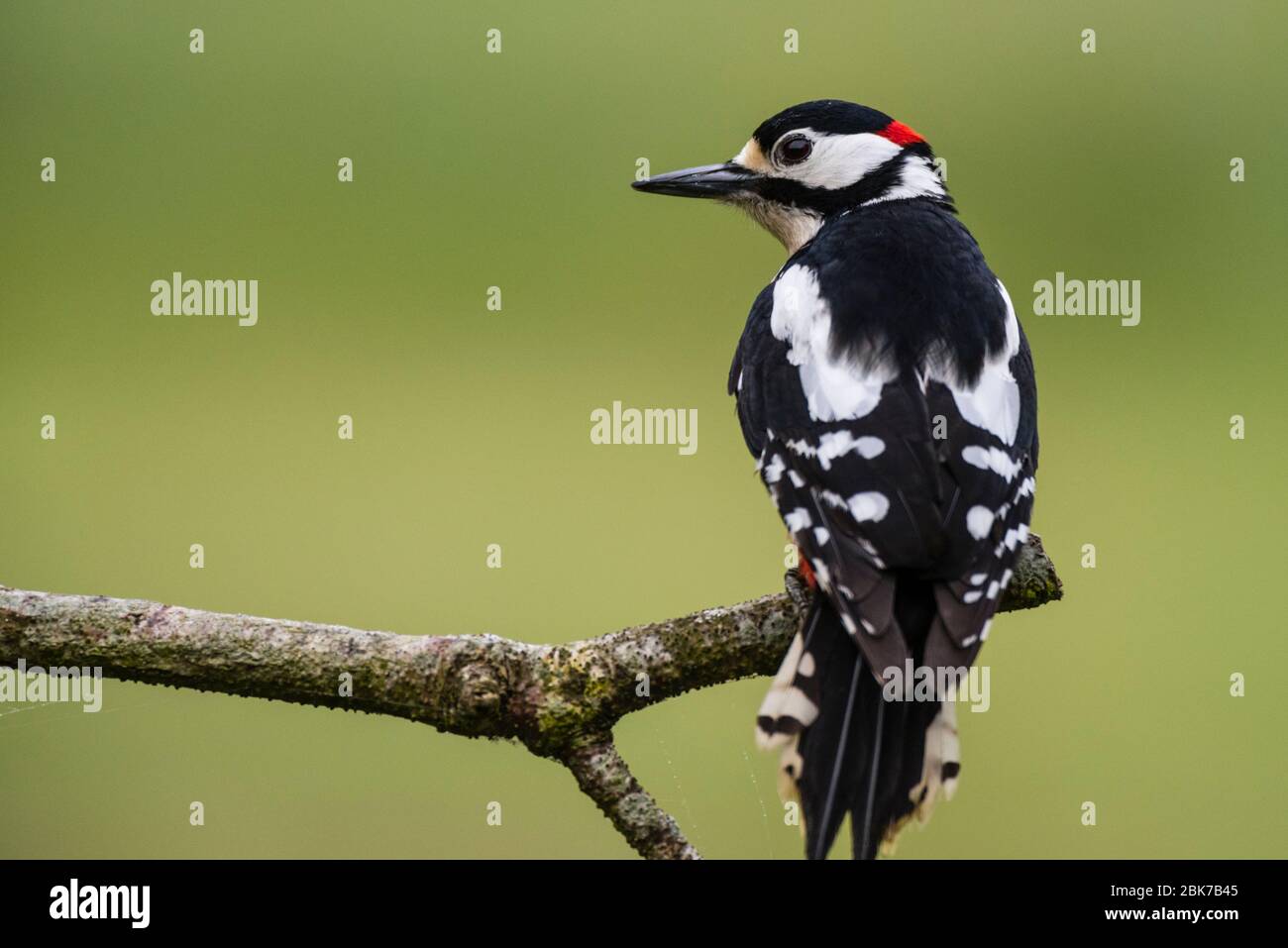 A Great Spotted Woodpecker (Dendrocopos major) in the uk Stock Photo