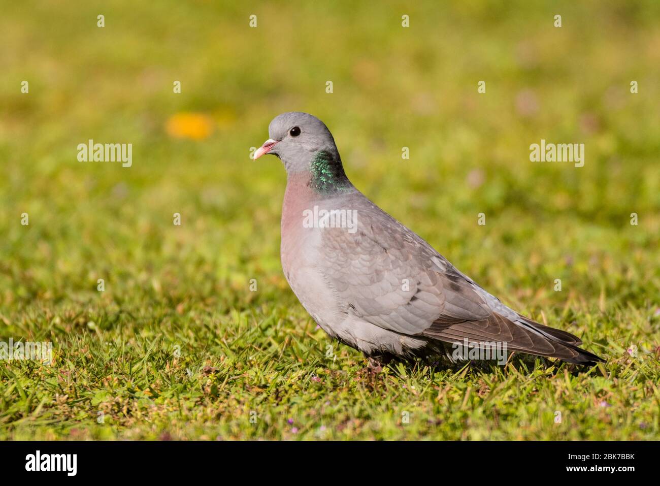 A Stock Dove (Columba oenas) in a UK garden Stock Photo