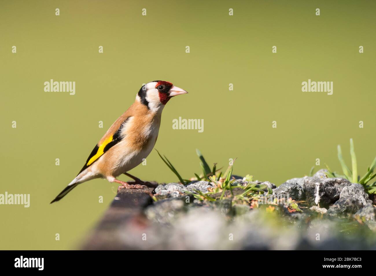 A Goldfinch (Carduelis carduelis) in the Uk Stock Photo