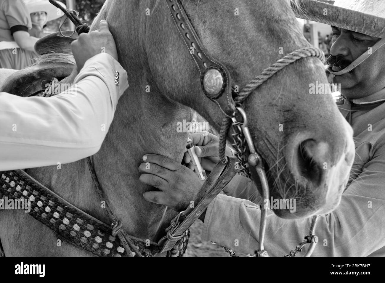 Vet injecting a horse during a 'charreria'. Charrerias are the Mexican equivalent of rodeos. For three days the participants struggled to obtain the m Stock Photo