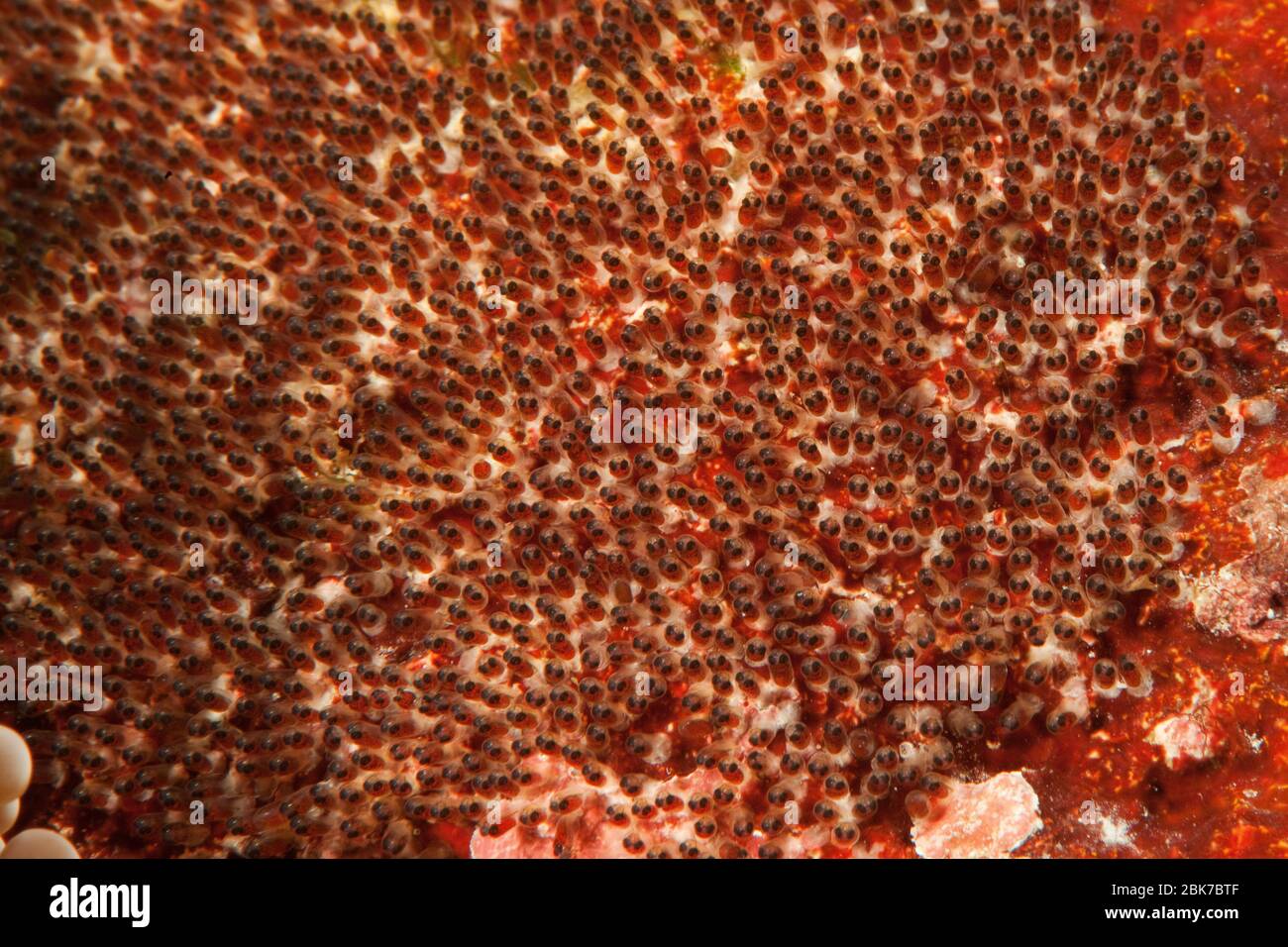 Gelege von Anemonenfisch (Amphiprion chrysopterus), Eier, Eiablage von Anemonenfisch, Pazifik Stock Photo