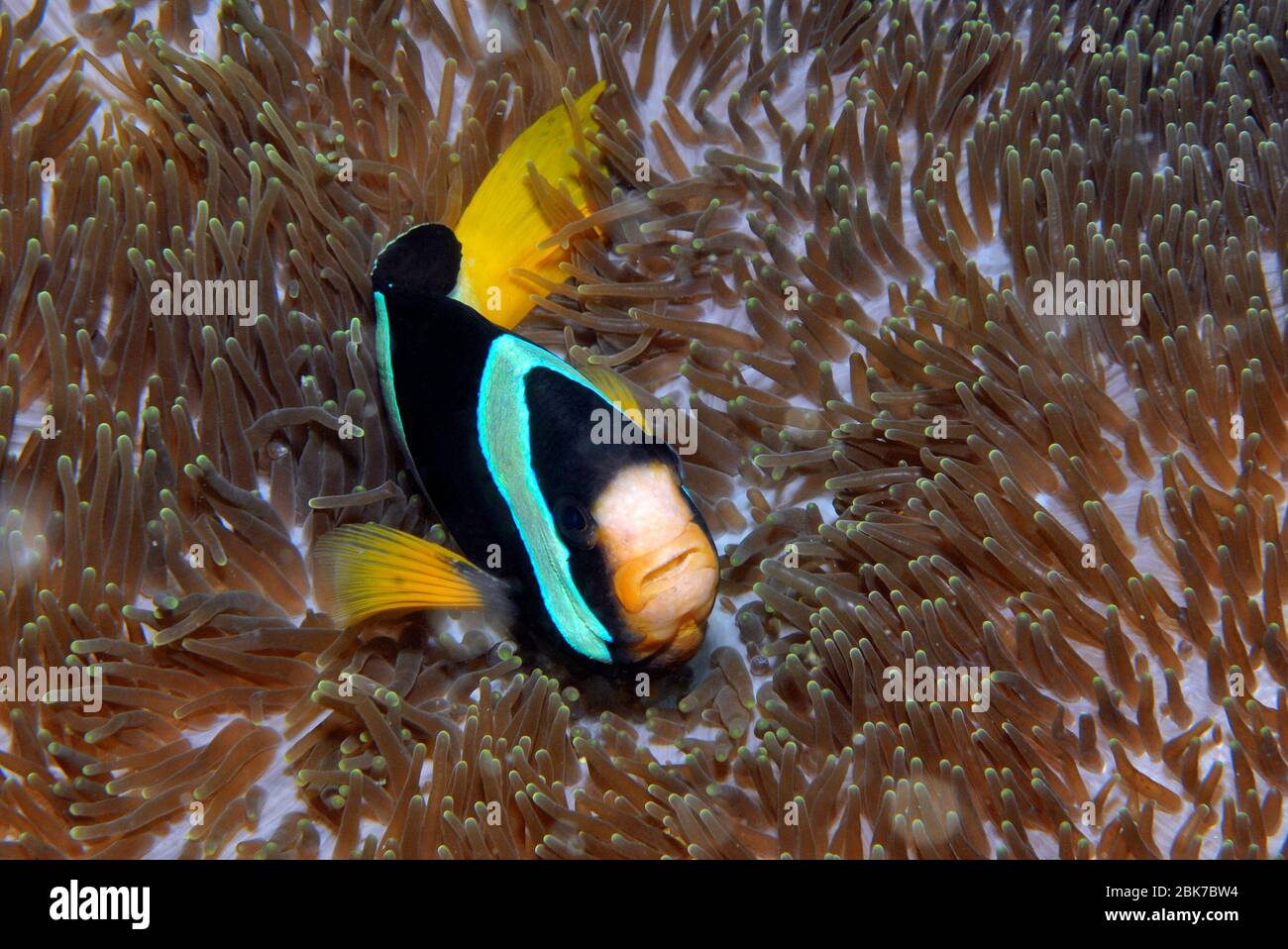 Clarks Anemonenfisch (Amphiprion clarki), Indischer Ozean Stock Photo