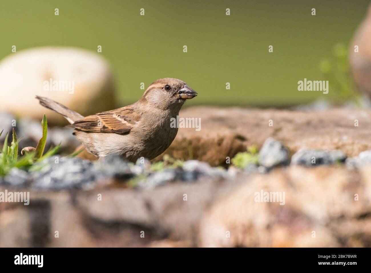 A female House Sparrow ( Passer domesticus ) having a drink of water in the uk Stock Photo