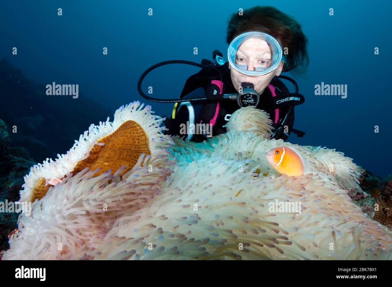 Taucherin betrachtet Halsband-Anemonenfisch (Amphiprion perideraion), Pazifik Stock Photo
