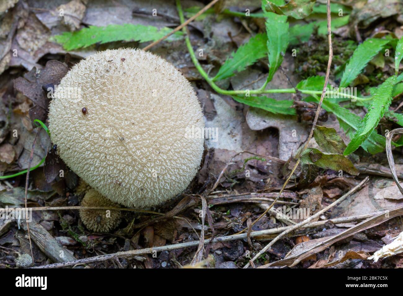 edible medicinal mushroom raincoat (Lycoperdon perlatum) close up in the natural environment Stock Photo