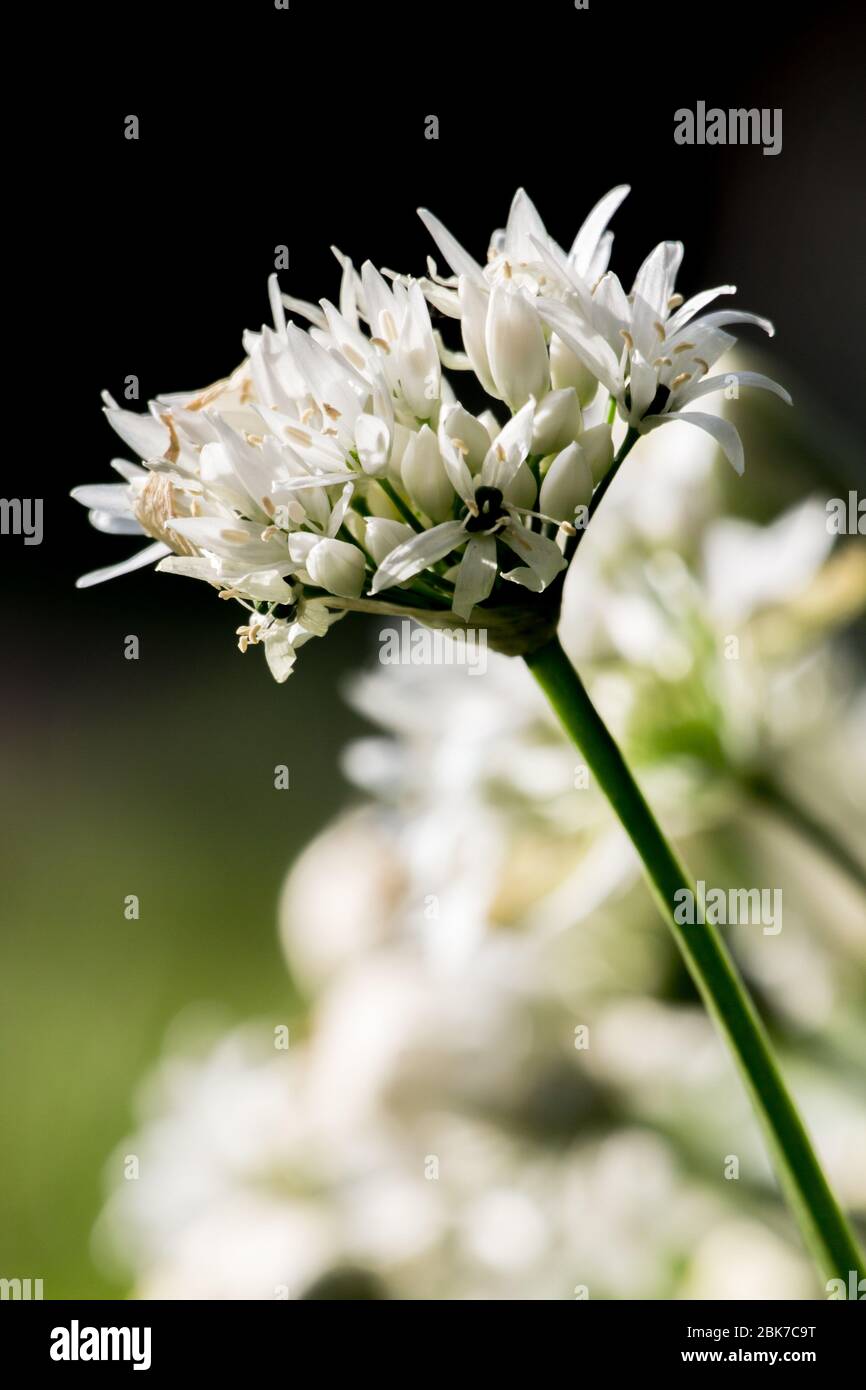 Wild garlic growing in woodland in a natural setting, close uo shot of