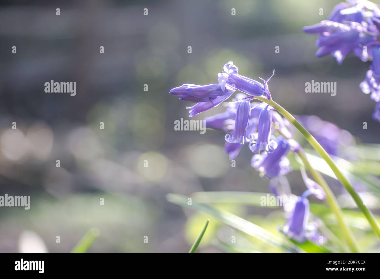 bluebells close up shot in woodland in April with low sun Stock Photo