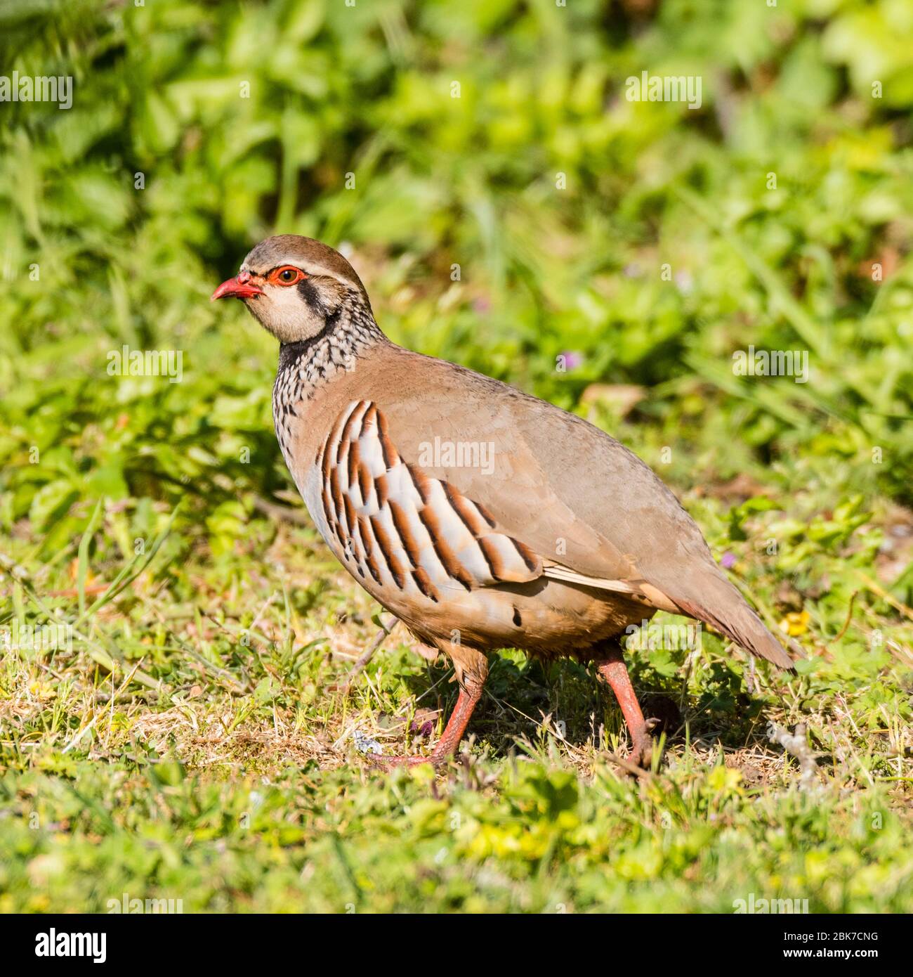 A Red-legged or French Partridge (Alectoris rufa) in the Uk Stock Photo