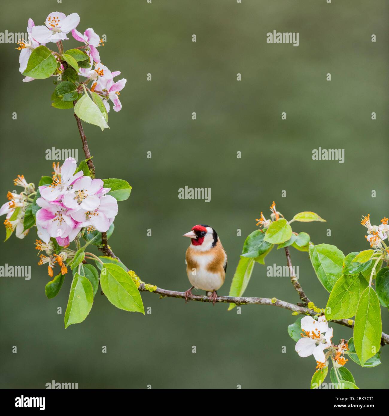 A Goldfinch (Carduelis carduelis) in the Uk Stock Photo