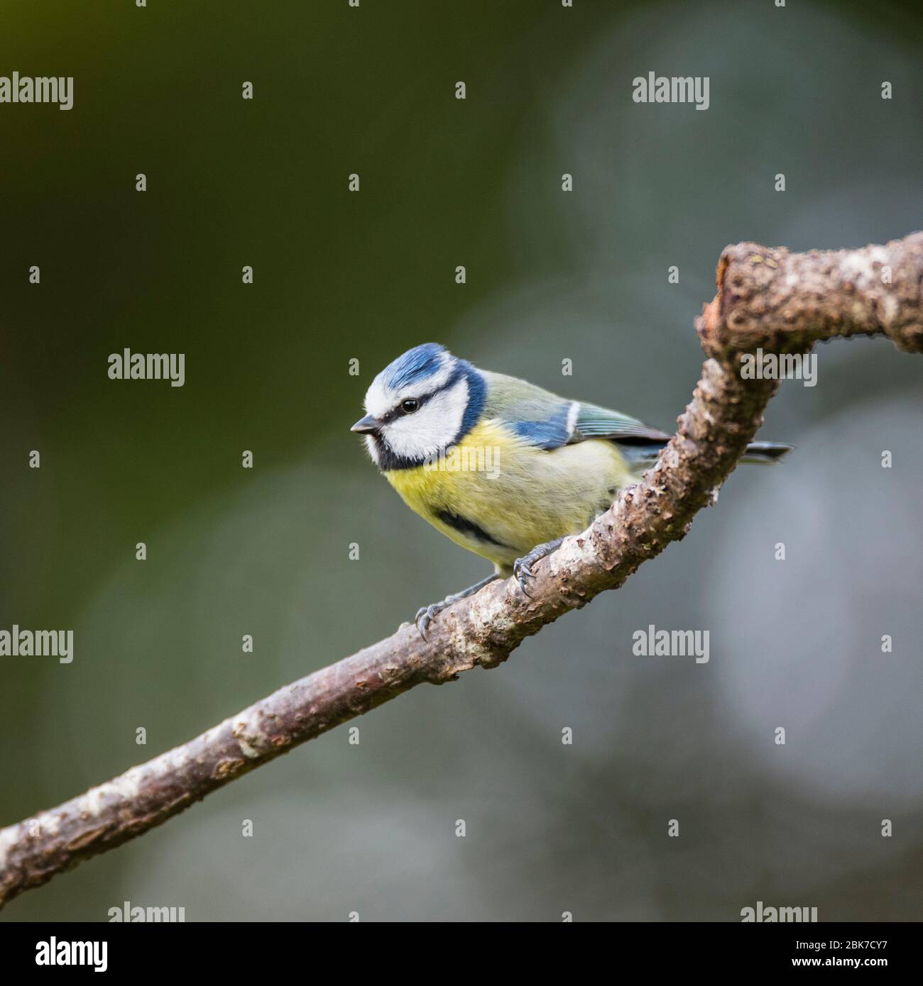 A Blue Tit (Parus caeruleus) in the uk Stock Photo