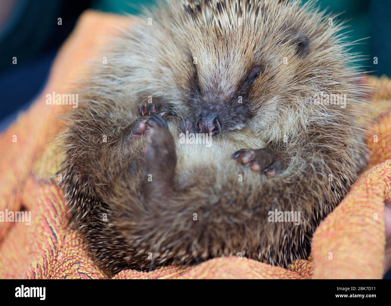 tiny baby rescued hedgehog on his back being held   selective focus  room for copy space in the background Stock Photo