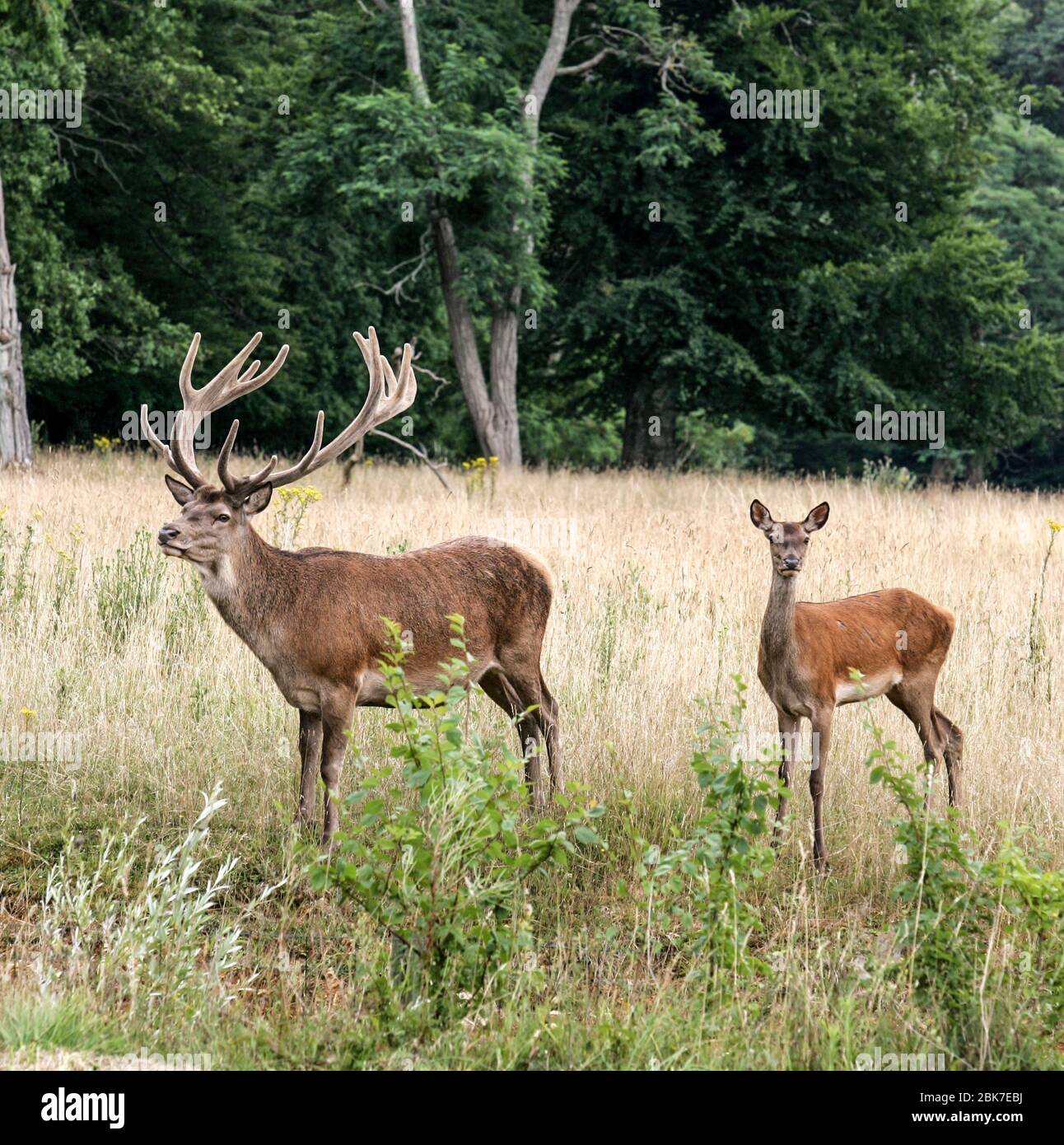 DEER FAMILY IN ARDENAY FOREST Stock Photo