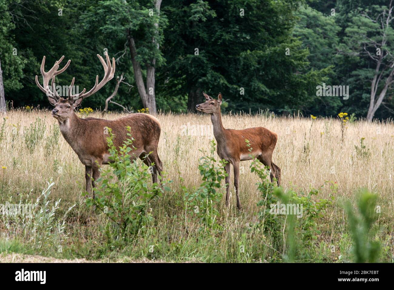 DEER FAMILY IN ARDENAY FOREST Stock Photo
