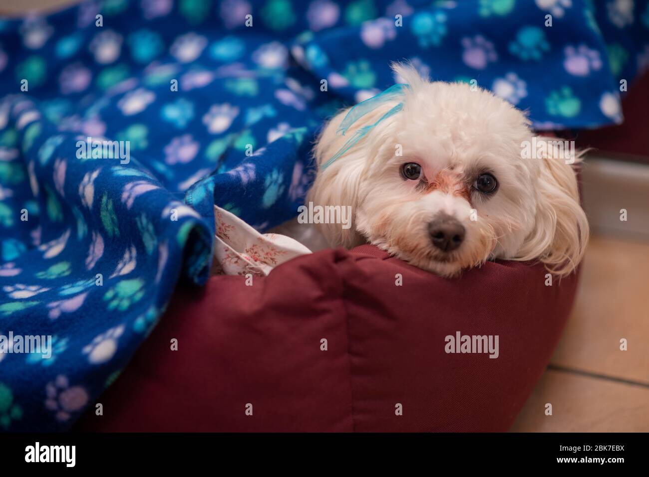Maltese puppy laying in his bed Stock Photo Alamy