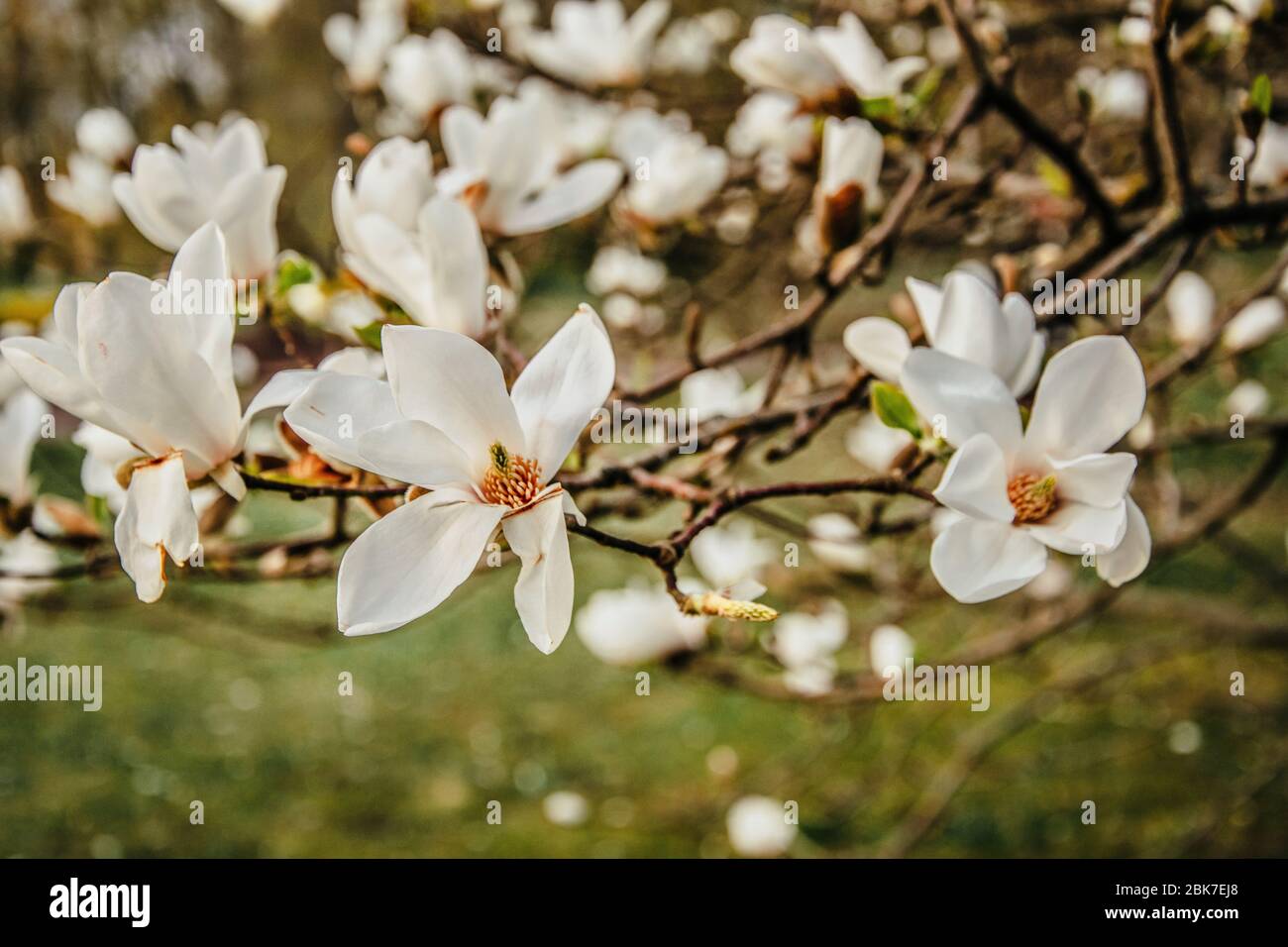 Kobus Magnolia tree blooming with white flowers in early spring Stock Photo