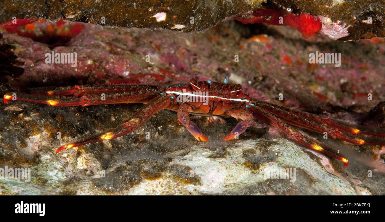 Klippenkrabbe (Grapsus adscensionis), Ostatlantik, Kanarische Inseln, Spanien Stock Photo