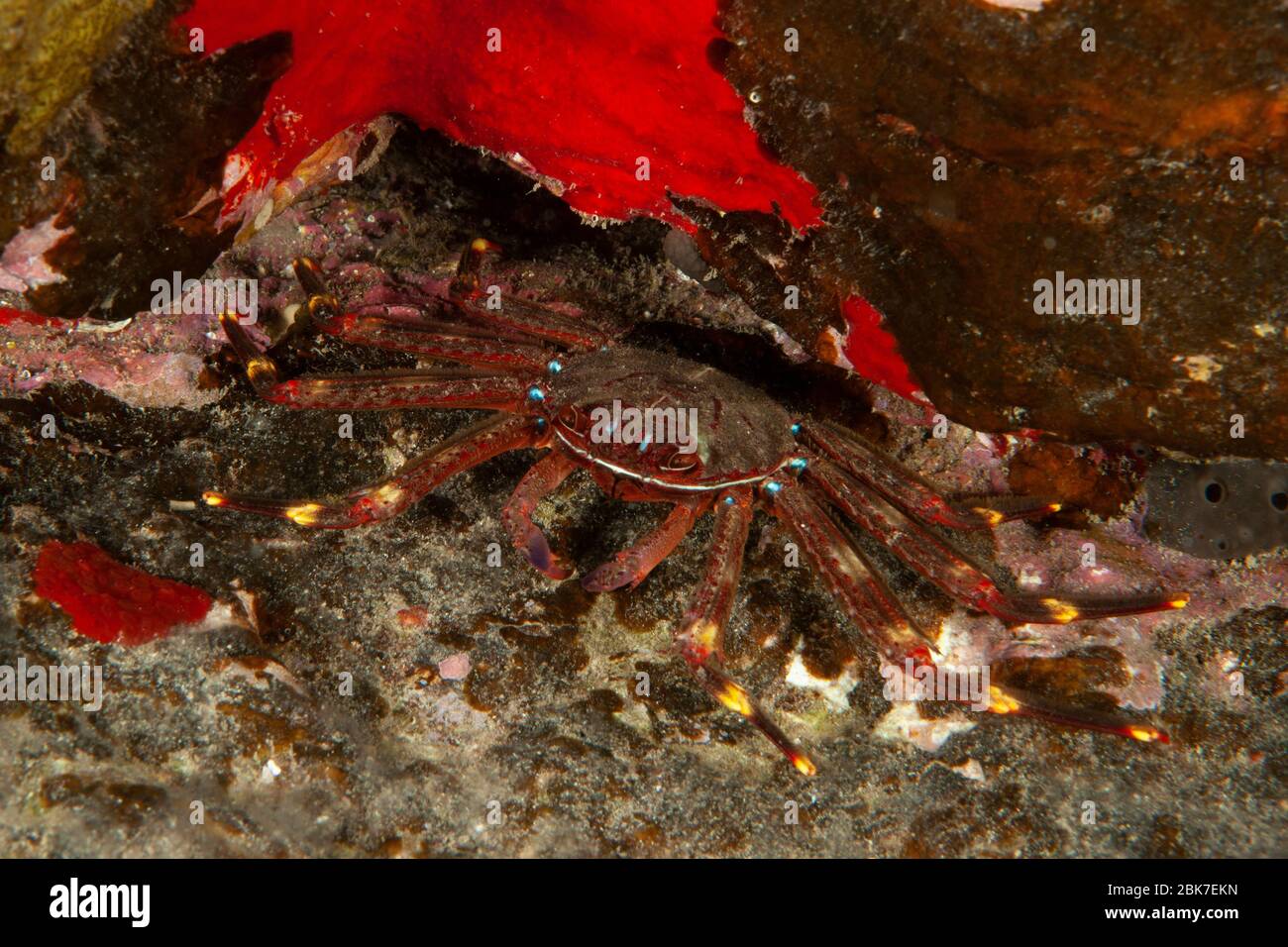 Klippenkrabbe (Grapsus adscensionis), Ostatlantik, Kanarische Inseln, Spanien Stock Photo