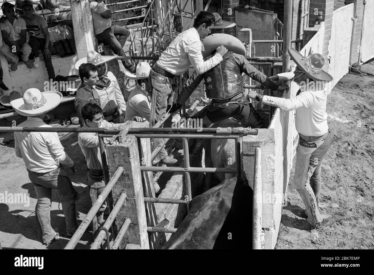 Mexican cowboy getting ready to ride a wild bull during one 