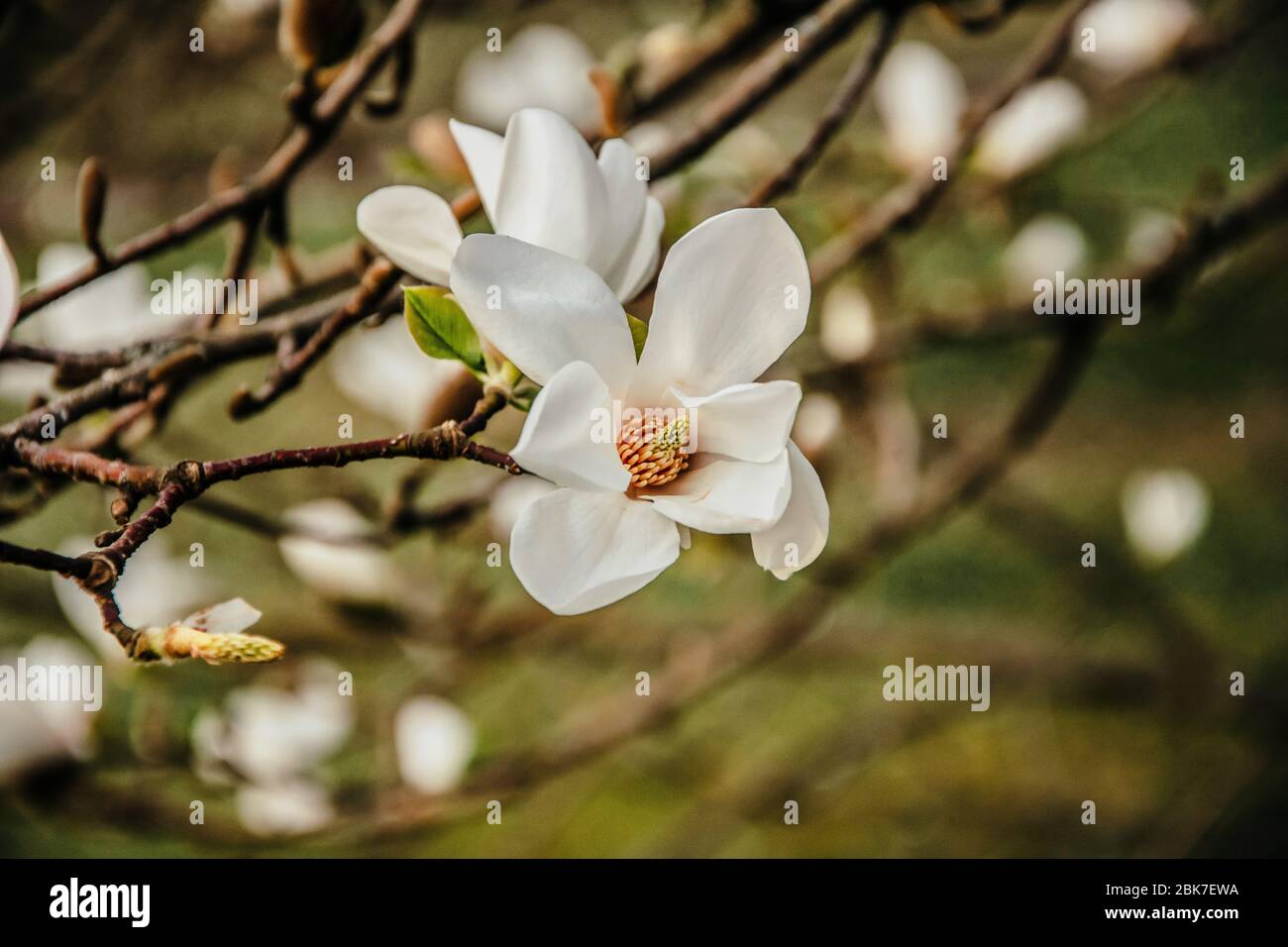 Kobus Magnolia tree blooming with white flowers in early spring Stock Photo