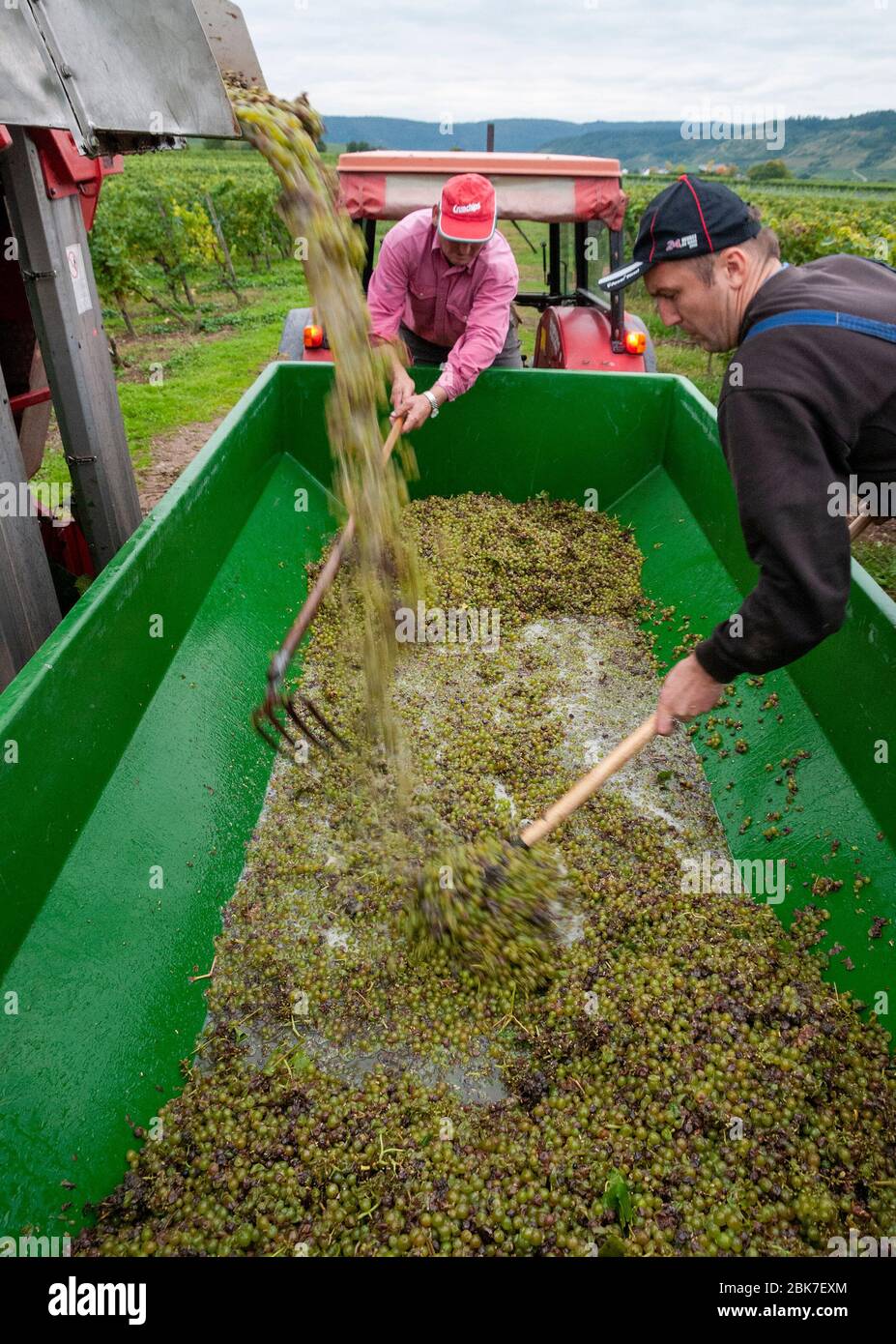 Farm workers in vineyard in Piesport, The Mosel, Germany unloading the newly picked grapes from the harvester into in a trailer  . Stock Photo