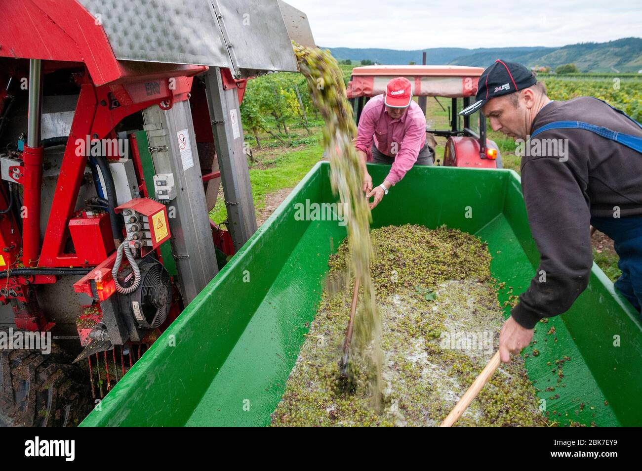 Farm workers in vineyard in Piesport, The Mosel, Germany unloading the newly picked grapes from the harvester into in a trailer  . Stock Photo