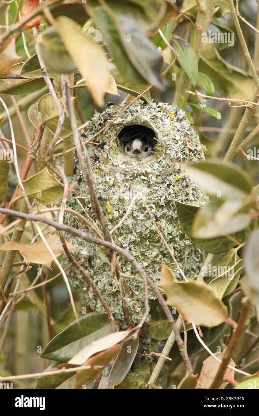 Long-tailed tit peeking out of nest. ( Aegithalos caudatus Stock Photo