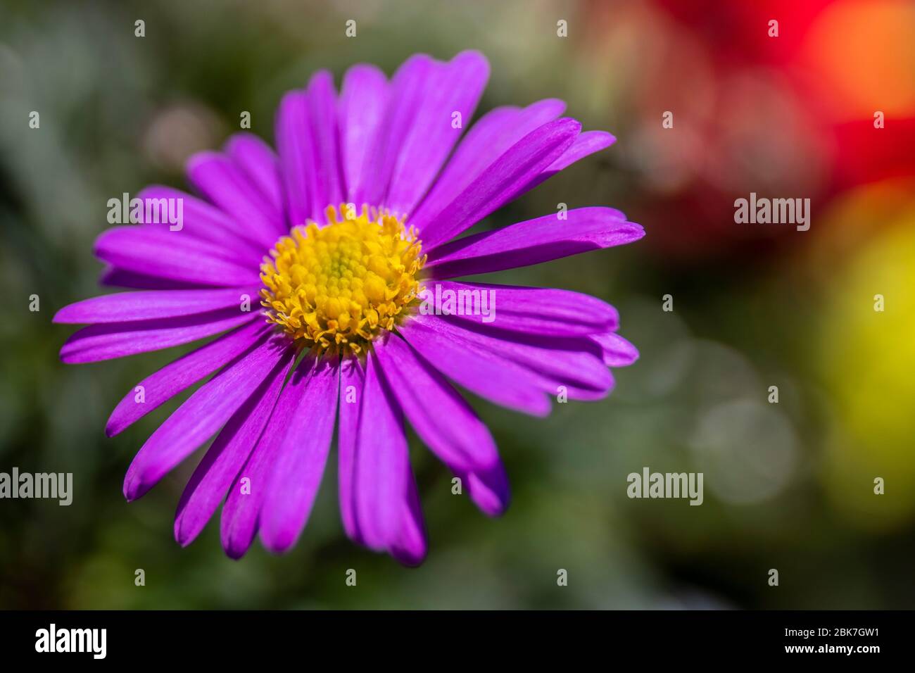 Alpine Aster or aster Alpinus, with purple violet petals and golden yellow stigma, style and ovules. Stock Photo