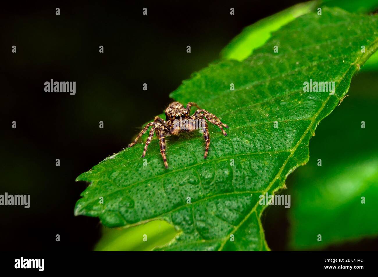 Close up of the Jumping Spiders on green leaf in the morning Stock ...