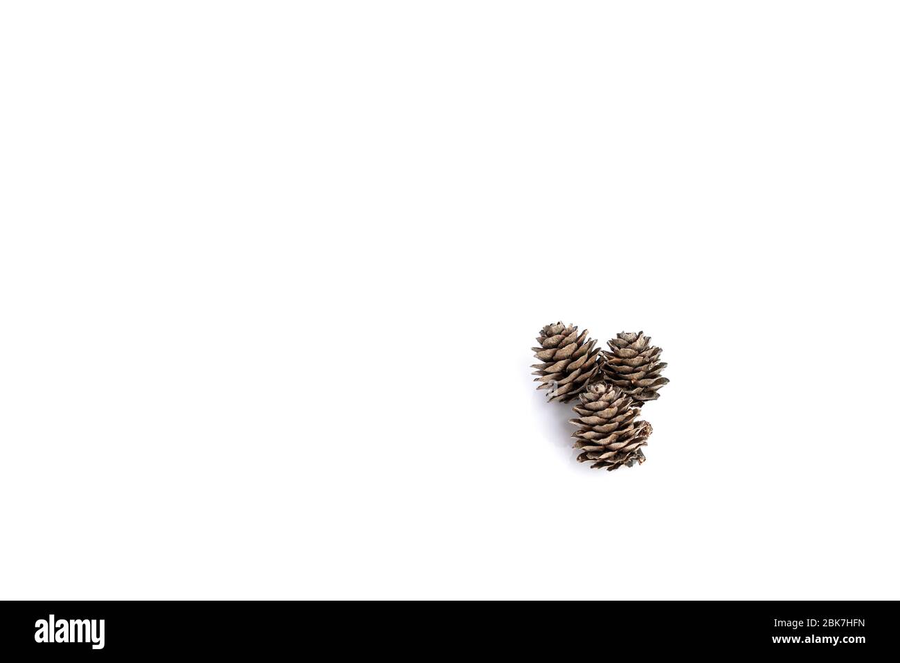 Pine cone isolated on white background for Christmas decorative Stock ...