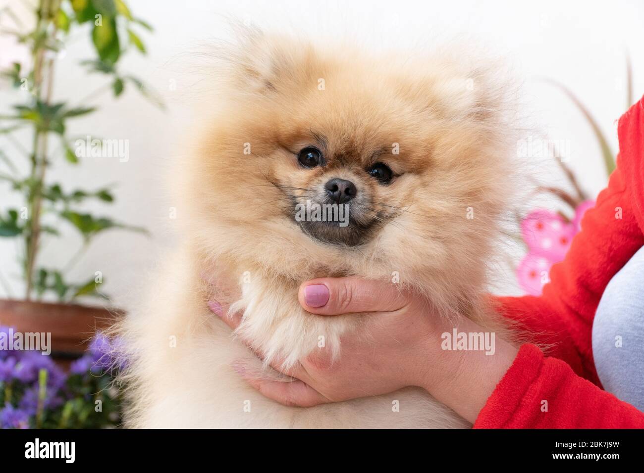 Cute pomeranian puppy in the hands of a girl. Portrait of a little fluffy Pomeranian  puppy Stock Photo - Alamy