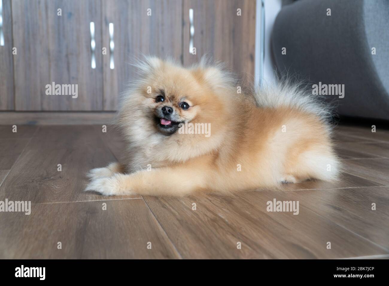 Pomeranian spitz puppy lies on the floor. Smiling pomeranian dog. Little fluffy Pomeranian puppy. Stock Photo