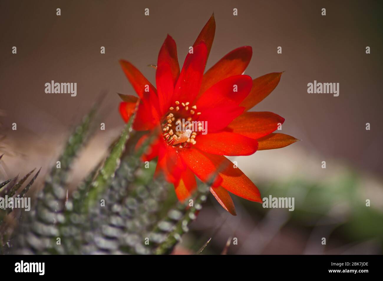 Red Flower of Echinopsis sp. 5604 Stock Photo - Alamy