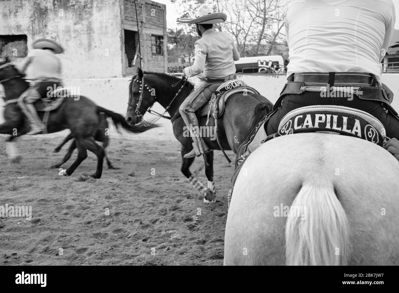 Mexican cowboy trying to knock down a bull during one of the test of a 'charreria'. Charrerias are the Mexican equivalent of rodeos. For three days th Stock Photo