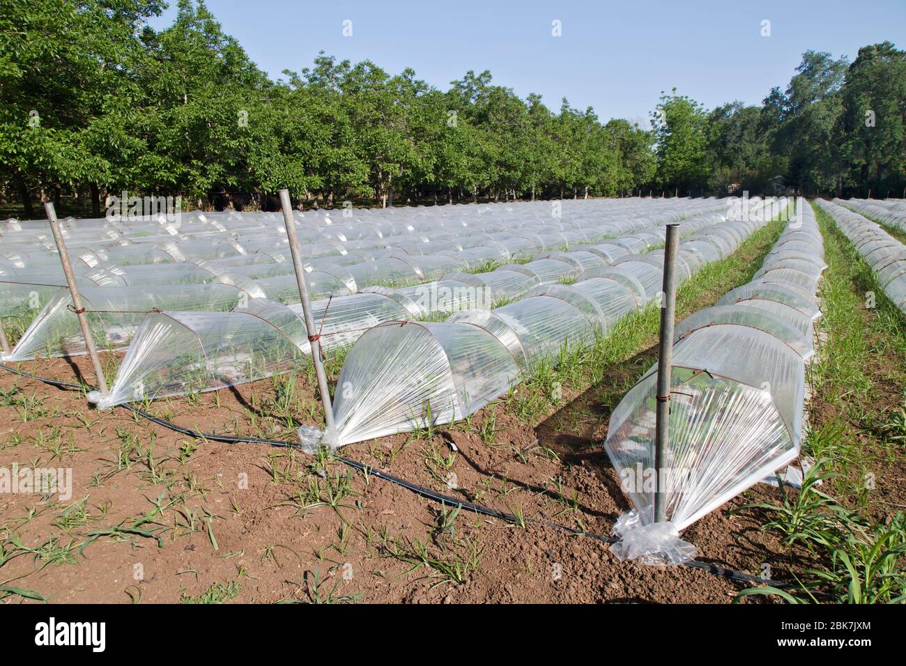 Mini greenhouses, propagating vegetable seeds, morning light. Stock Photo