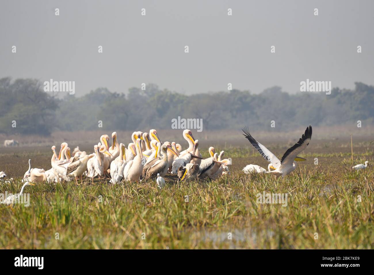 Pelicans in Keoladeo National Park Stock Photo