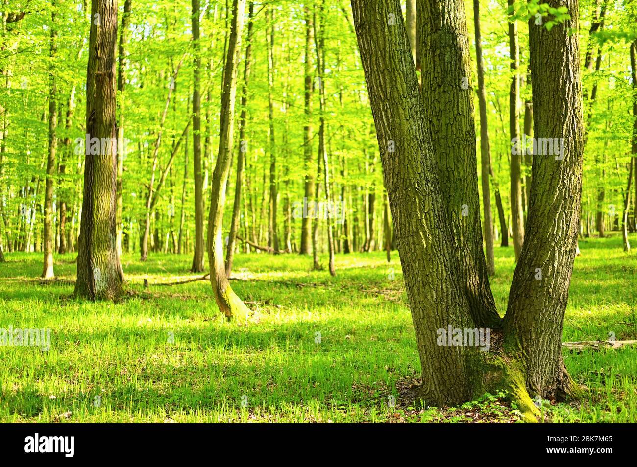 Beautiful green background with forest. Spring nature with trees. Colorful  background Stock Photo - Alamy