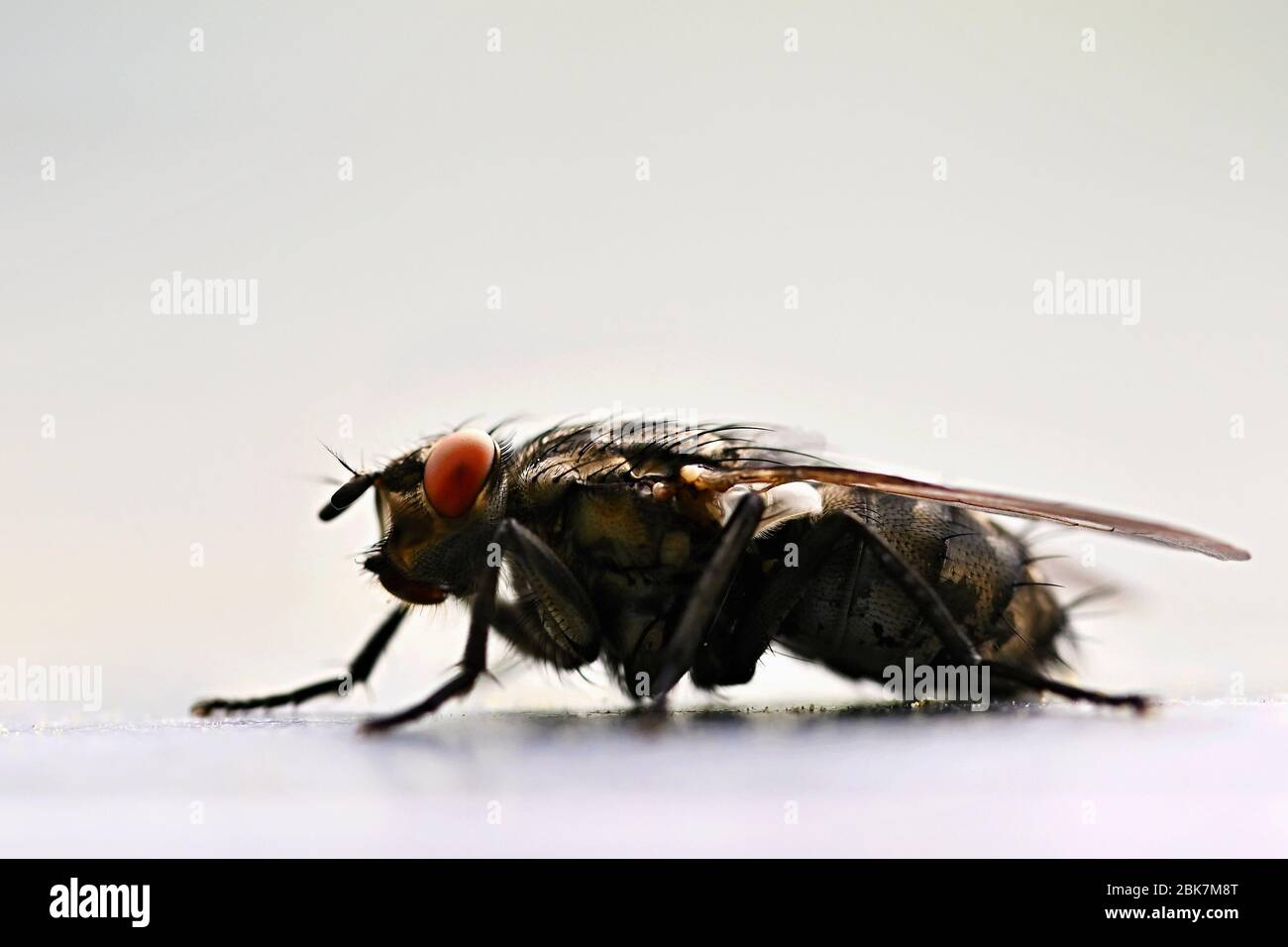 Hum Of Insects High Resolution Stock Photography and Images - Alamy