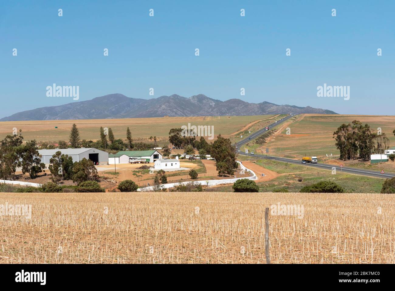 Caledon, Western Cape, South Africa. 2019 .Wheat and sheep farming along the N2 highway and Garden Route close to Calendon, Stock Photo