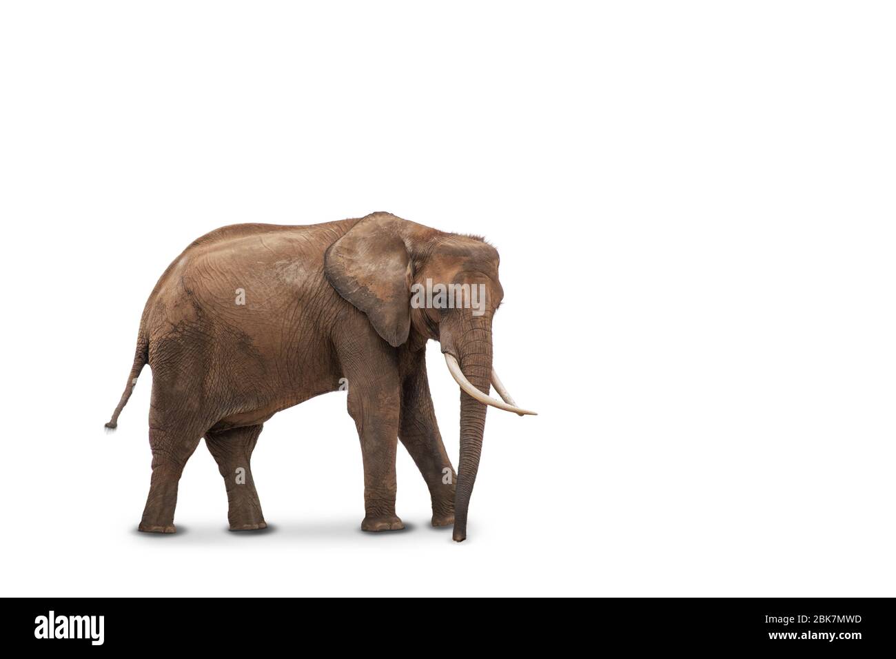 African elephant isolated on white background. Side view of wild animal. Stock Photo