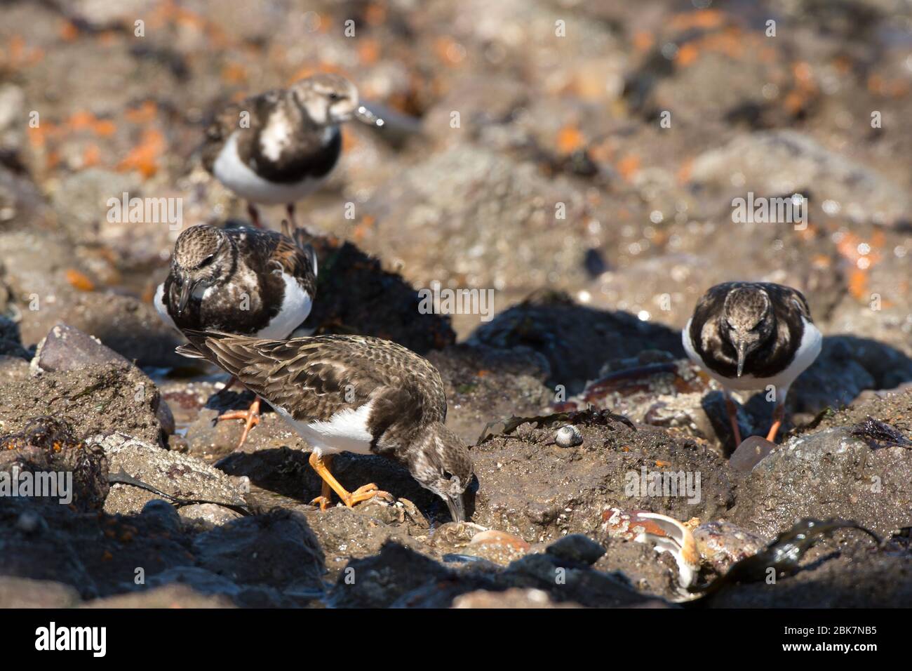 Turnstones on a rocky shoreline use their bill to overturn stones and rocks in search of crabs and other small invertebrates Stock Photo