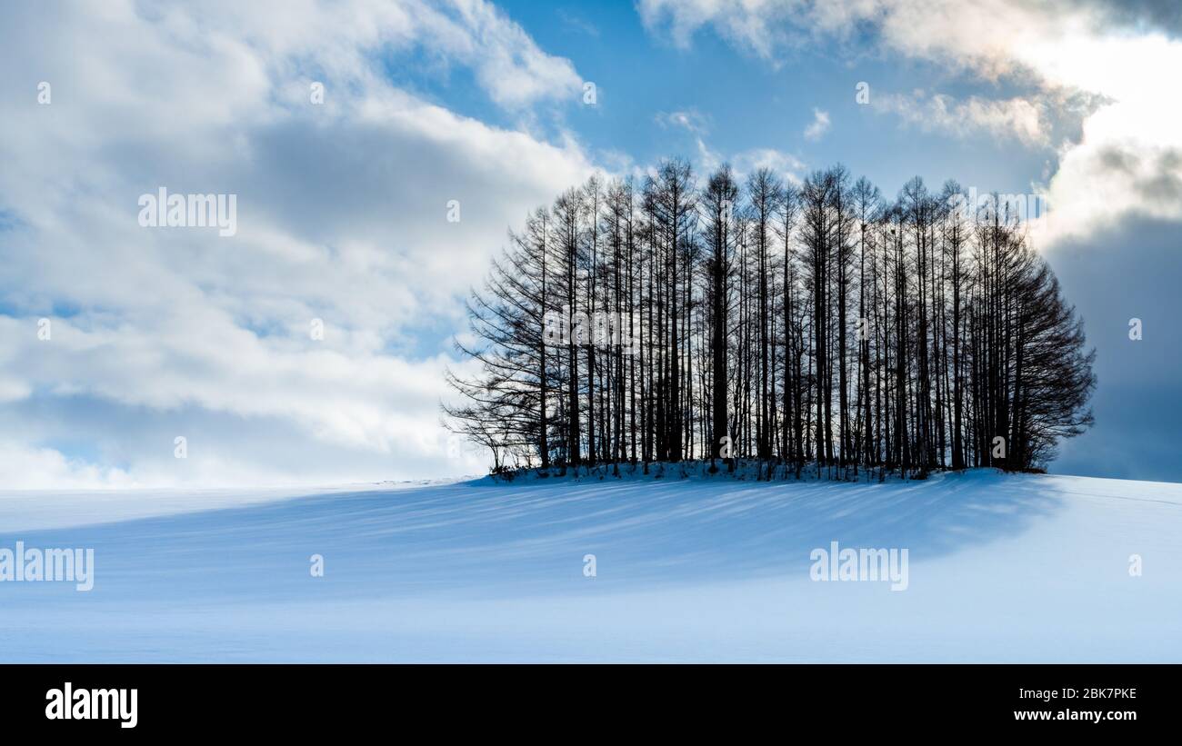 Trees, Clouds and Snow, Biei Landscape, Hokkaido, Japan Stock